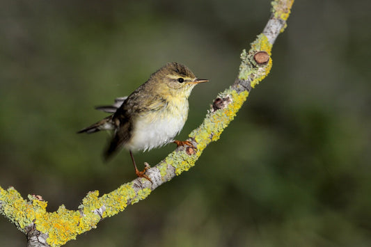 Verrekijker Voor Vogels Spotten